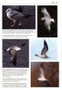 Gulls of the World, Klaus Malling Olsen. A Photographic Guide